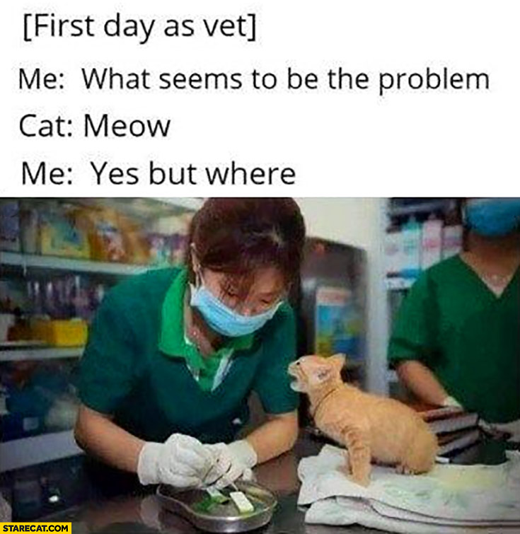 First day as vet, me: what seems to be the problem? Cat: meow, me: yes but where?