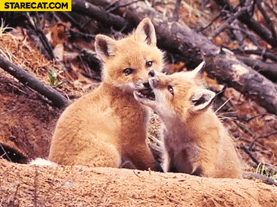 Fox biting another fox