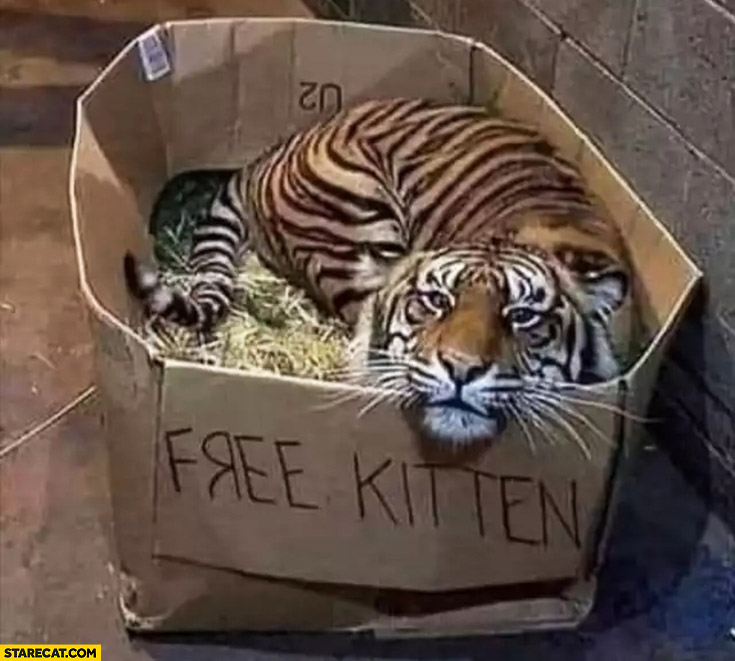 Free kitten tiger in a box