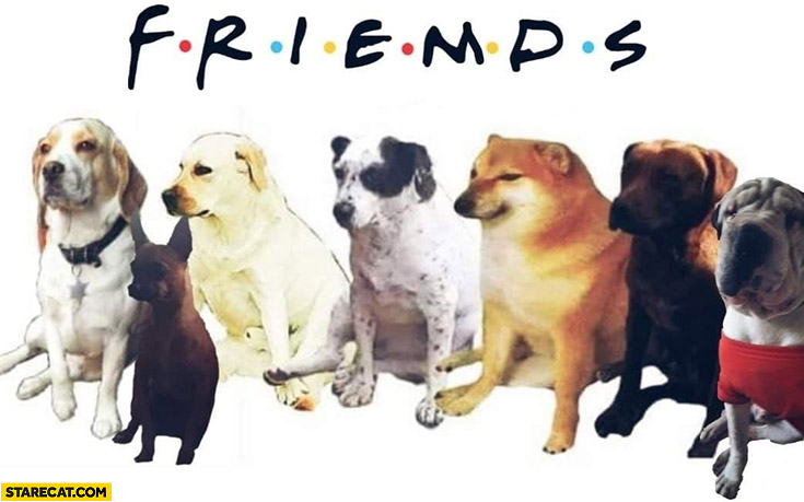 Friends tv series friemds dog doge dogs