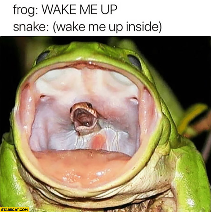 Frog: wake me up, snake: wake me up inside