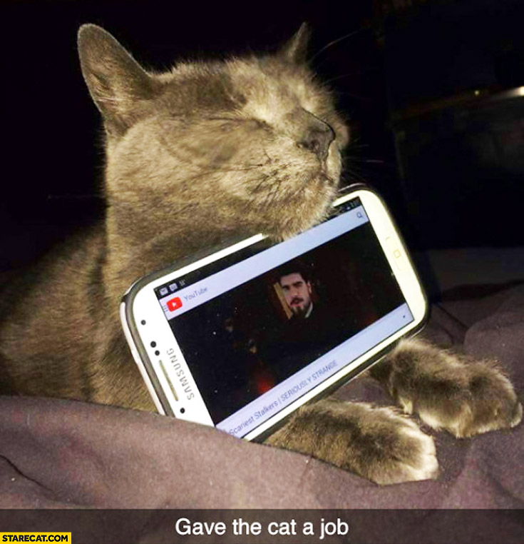 Gave the cat a job as a smartphone holder