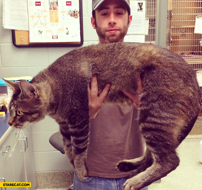 Giant cat 9 kilograms