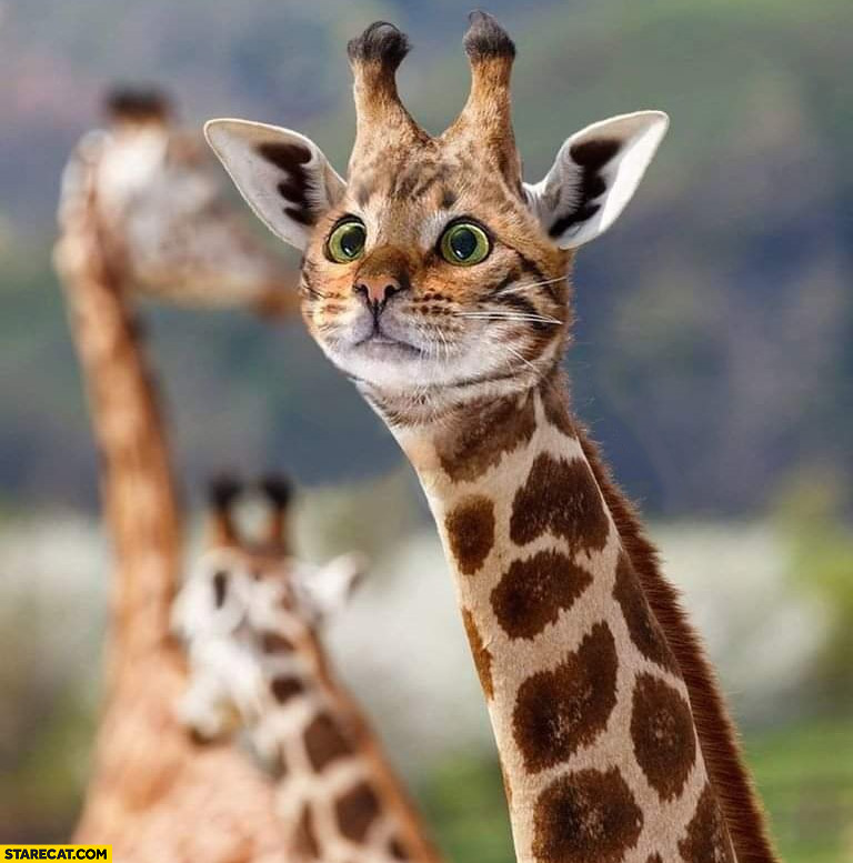 Giraffe with cat face photoshopped