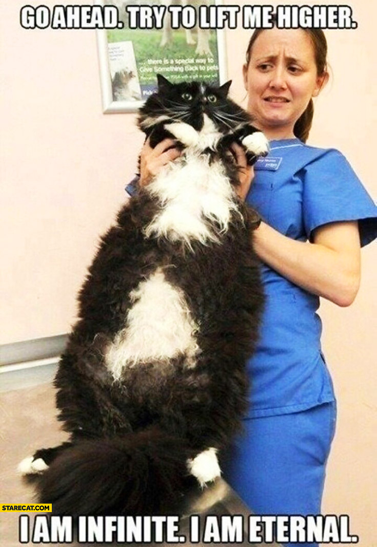 Go ahead, try to lift me higher. I am infinite, I am eternal. huge cat vet