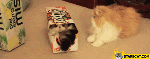 Go away cat in a box gif GIF animation