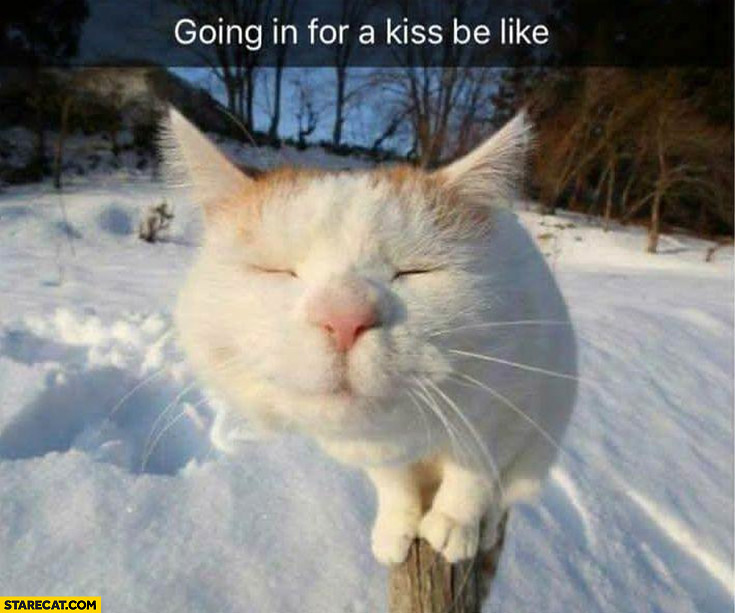 Going in for a kiss be like cute cat kitty