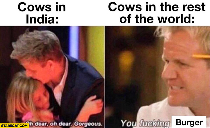 Gordon Ramsay cows in India oh dear gorgeous cows in the rest of the world you fcking burger