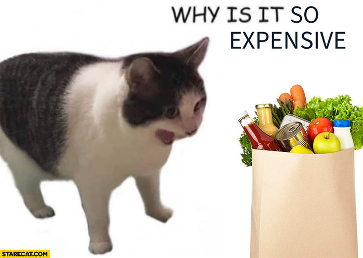 Groceries why is it so expensive? Shocked cat