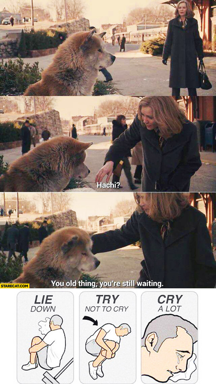 Hachi you old thing you’re still waiting lie down try not to cry a lot.