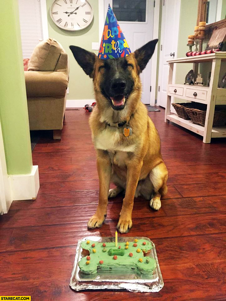 Happy birthday dog smiling