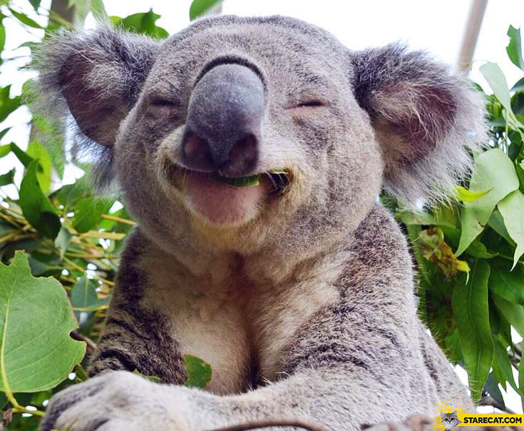 happy koala bear