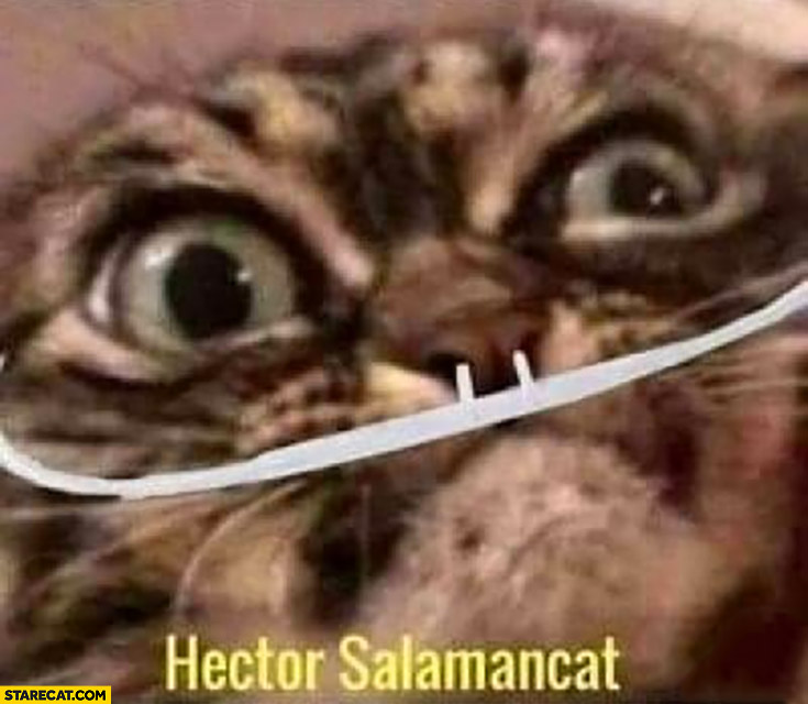 Hector Salamancat cat breaking bad Salamanca
