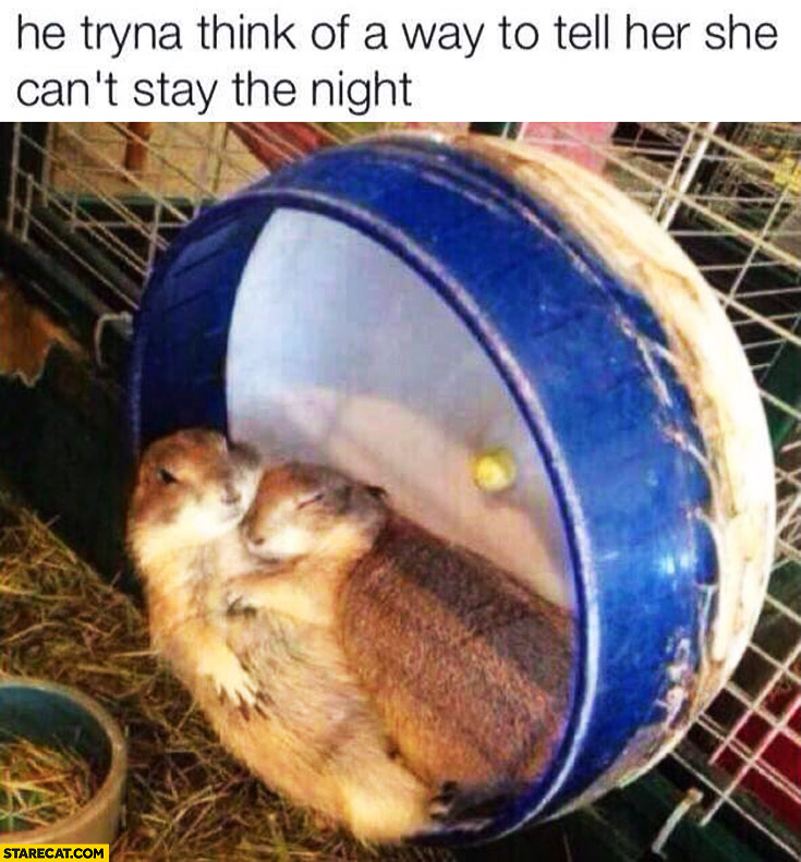 He’s trying to think of a way to tell her she can’t stay the night hamsters