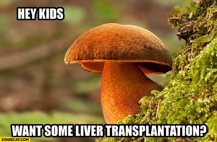 Hey kids, want some liver transplantation? Mushroom toadstool