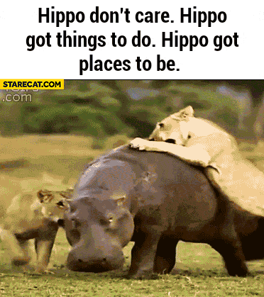 Hippo don’t care hippo got things to do hippo got places to be lions attacking