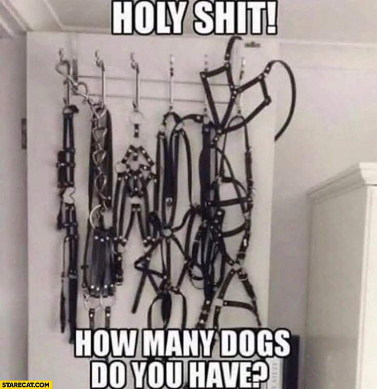 Holy shit how many dogs do you have BDSM equipment torture room