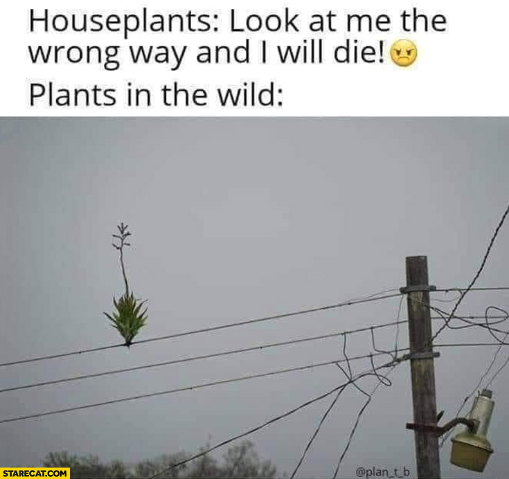 Houseplants look at me the wrong way and I will die vs plants in the wild growing on phone cables