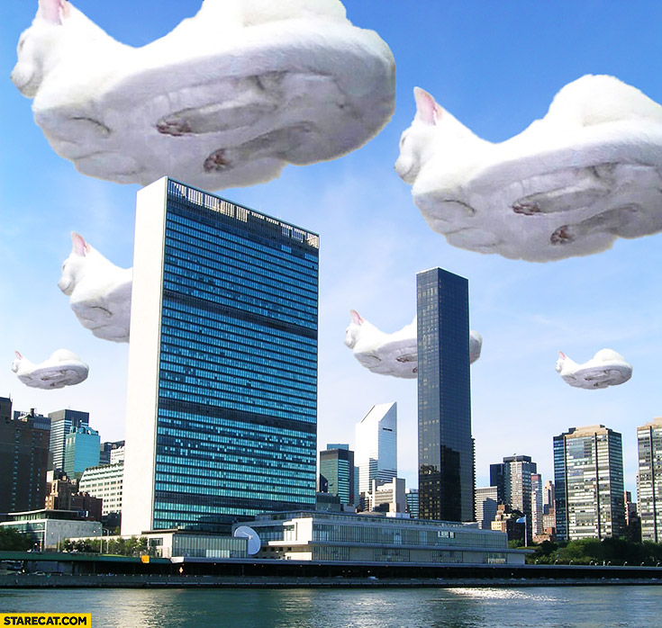 Hovering cats over a city
