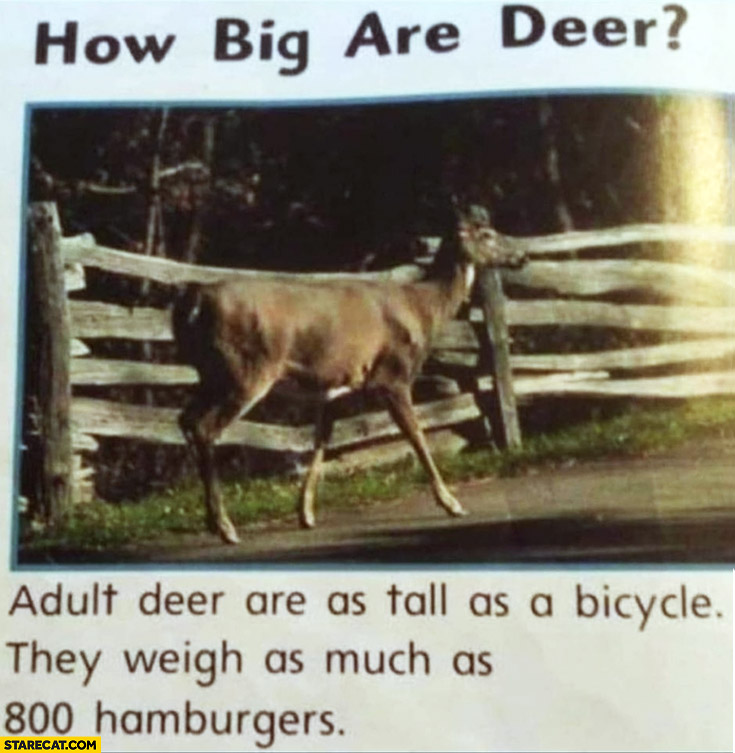 How big are deer? As tall as a bicycle they weigh as much as 800 hamburgers