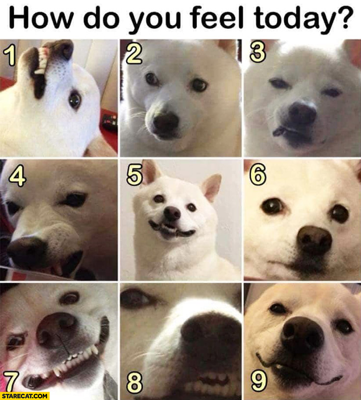 How do you feel today on a dog scale