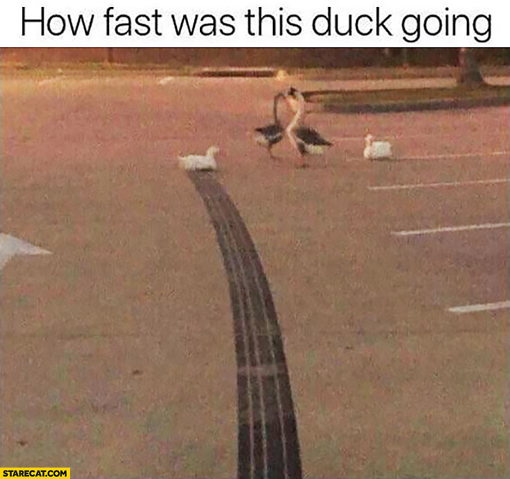 How fast was this duck going? Skid marks tires