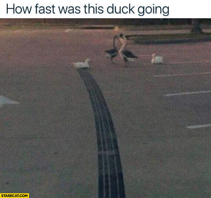 How fast was this duck going skid marks