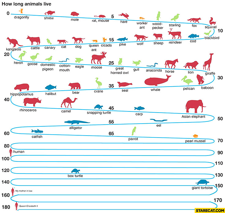 How long animals live infographic: my mother in law, queen Elizabeth II
