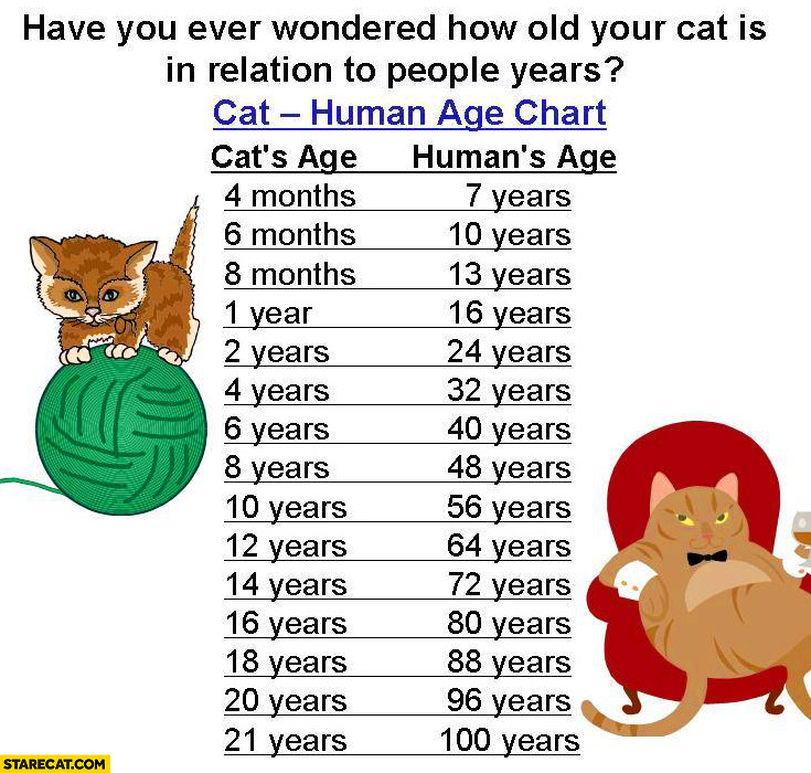 How old is your cat in relation compared to people years cat human age chart
