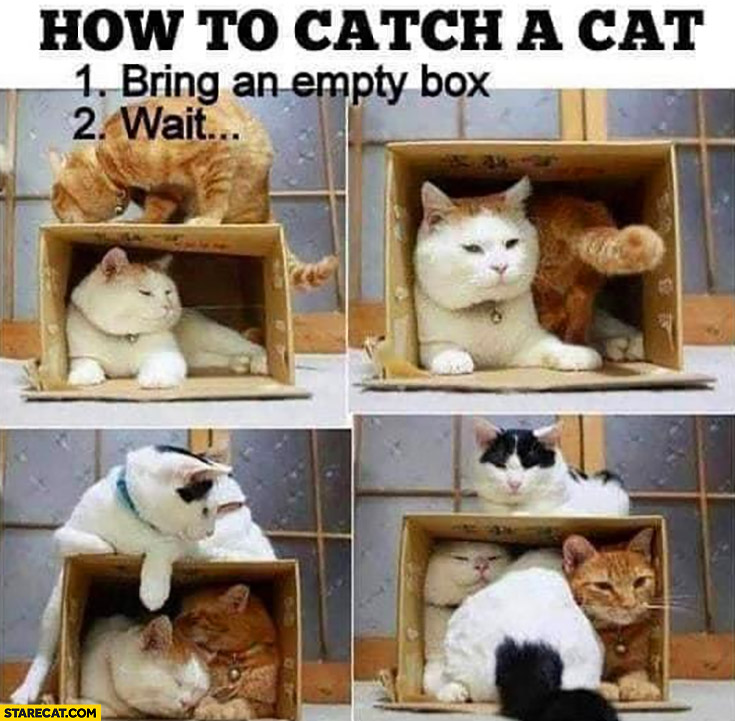 How to catch a cat bring an empty box then wait