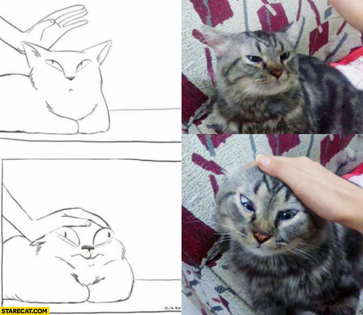 How to pet a cat silly cat face