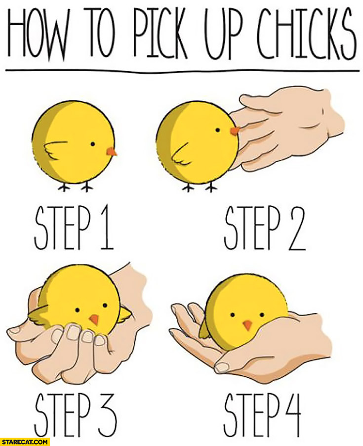 How to pick up chicks tiny cute chick