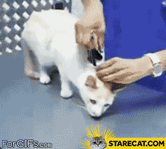 How to turn off cat GIF animation