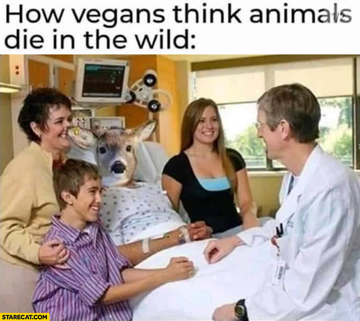 How vegans think animals die in the wild in a hospital