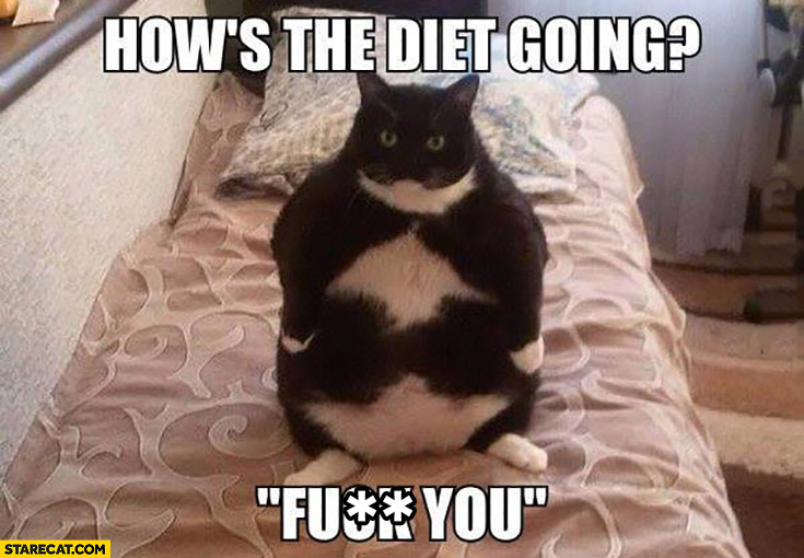 How’s the diet going? fat cat