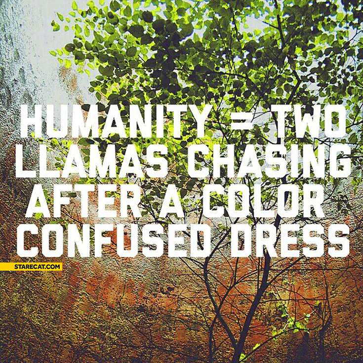 Humanity two llamas chasing after a color confused dress