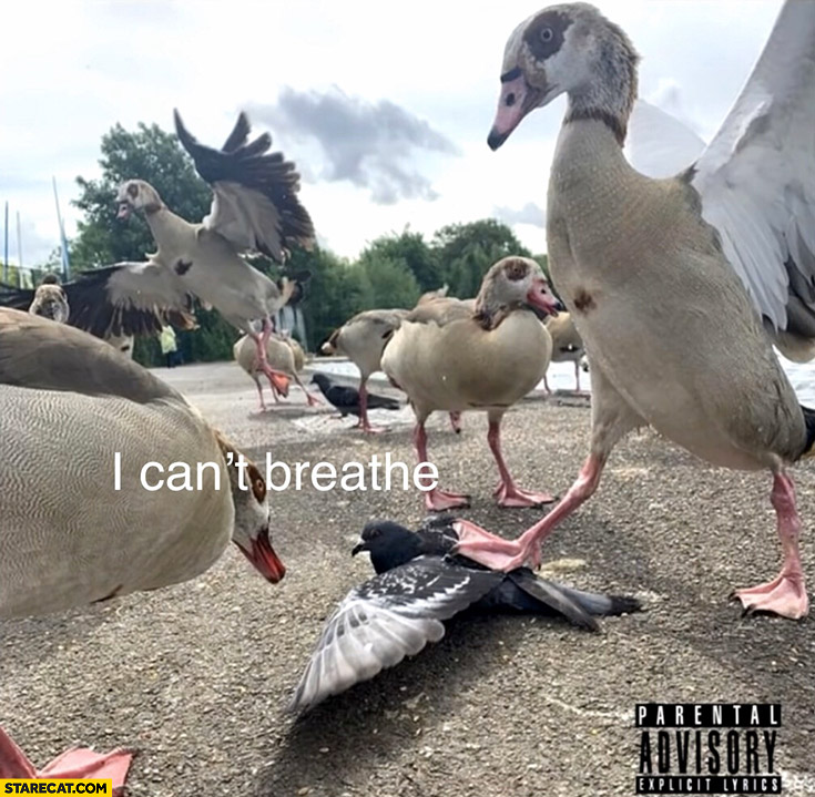 I can’t breathe birds George Floyd music album cover