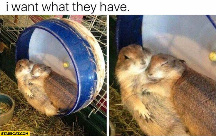 I want what they have hamsters in love