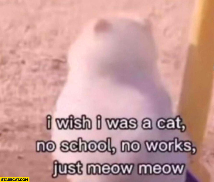 I wish I was a cat no school, no works, just meow meow