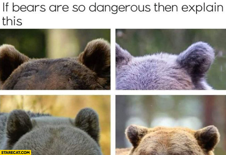 If bears are so dangerous then explain this cute ears