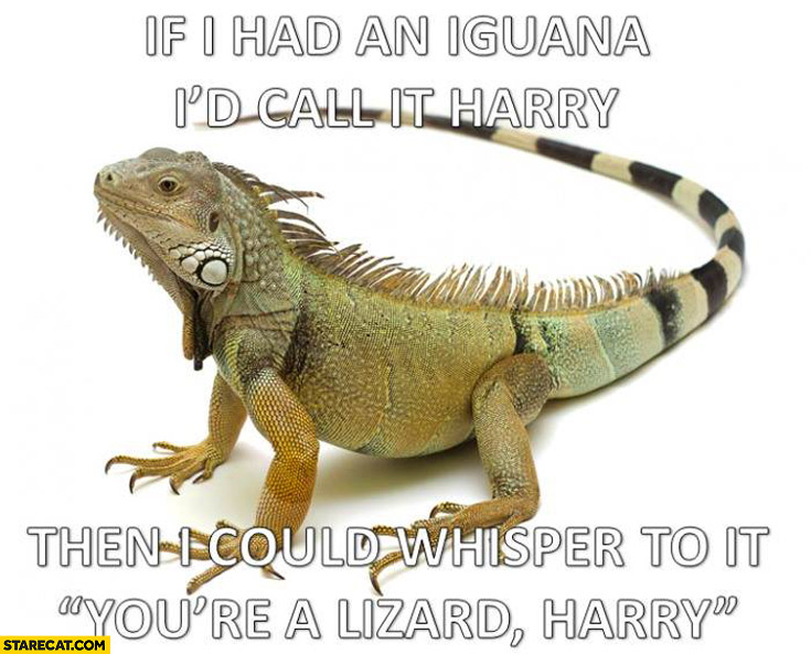 If I had an iguana I’d call it Harry then I could whisper to it you’re a lizard Harry