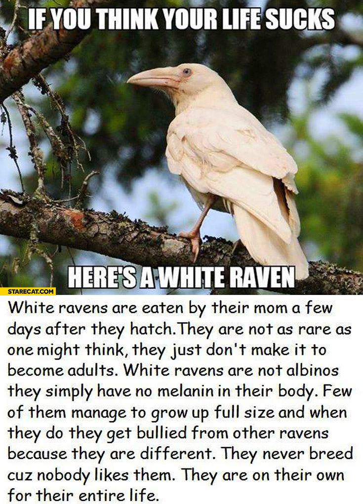 If you think your life sucks here’s a white raven