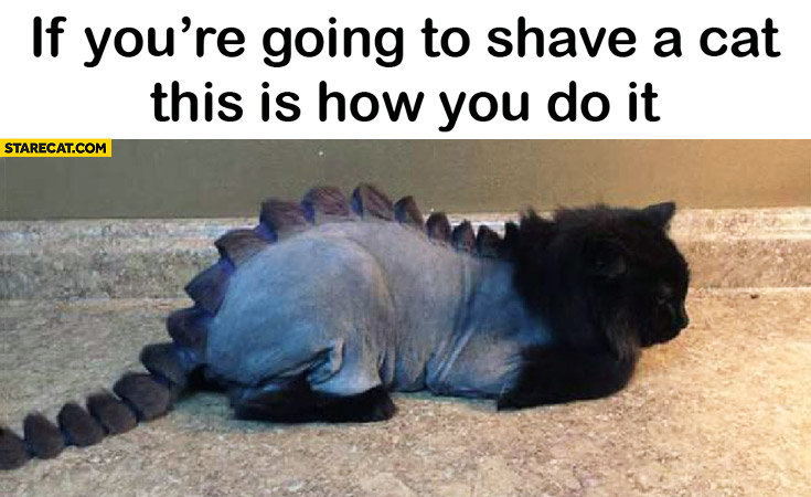If you’re going to shave a cat this is how you do it dinosaur