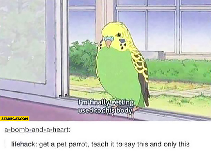 “I’m finally getting used to this body”. Get a pet parrot teach it to say this and only this