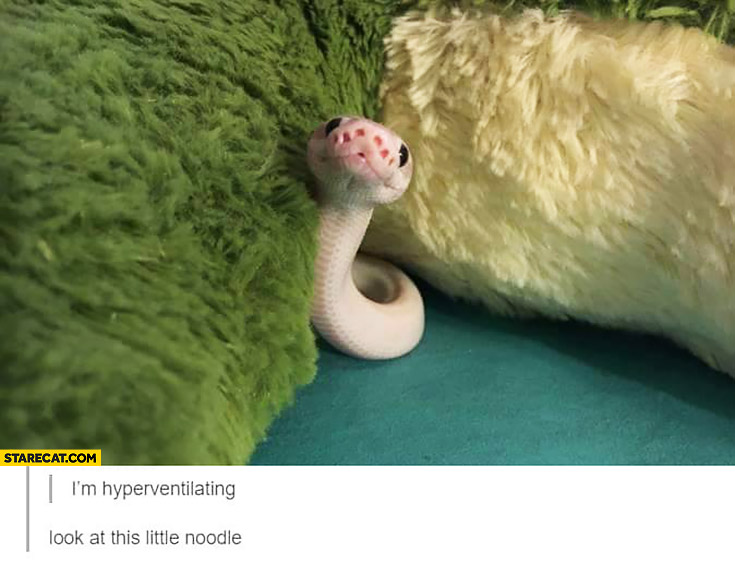 I’m hyperventilating look at this little noodle snake