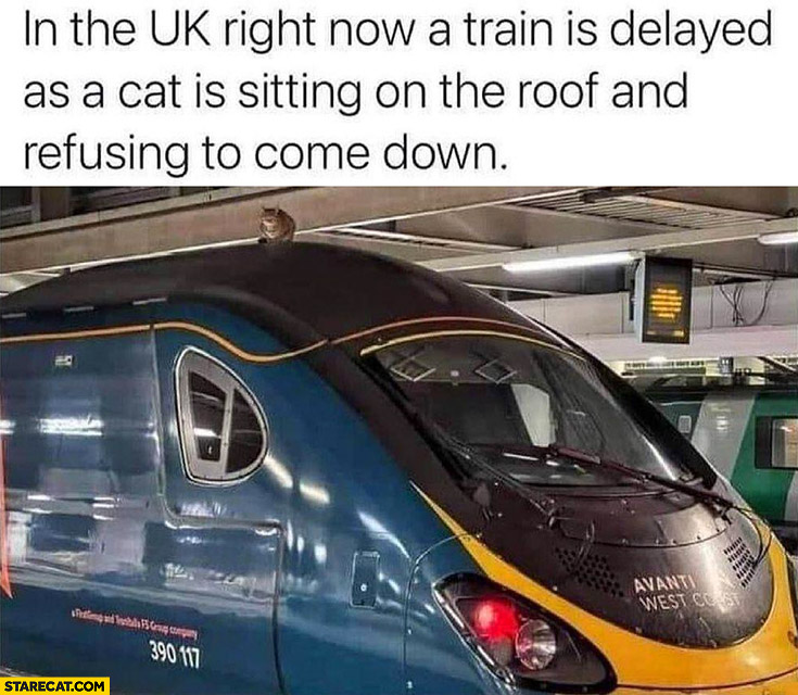 In the UK right now a train is delayed as a cat is sitting on the roof and refusing to come down