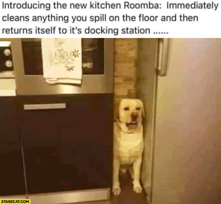 Introducing the dog new kitchen roomba immediately cleans anything you spill on the floor and then returns itself to its docking station
