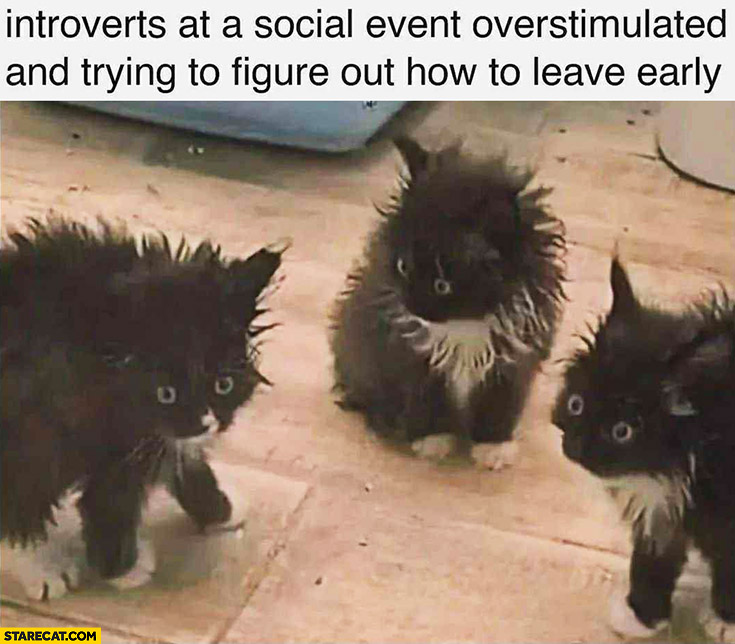 Introverts at a social event overstimulated and trying to figure out how to leave early cats kitties