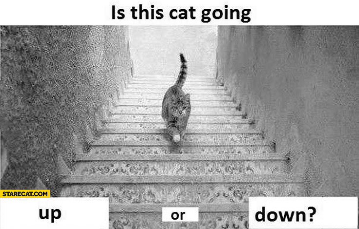 Is this cat going up or down
