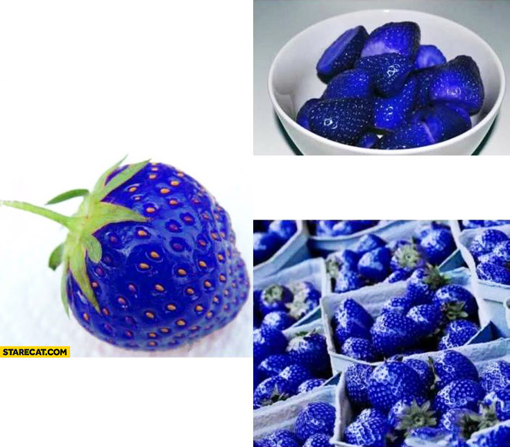 Japan scientists blue strawberries genetically modified mutated